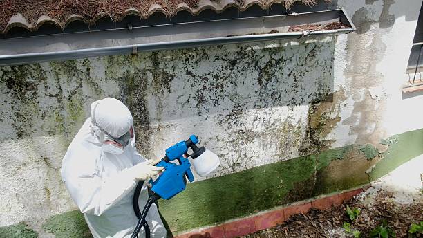 Top rated local Bathroom Mold Removal specialists in Sparta, IL